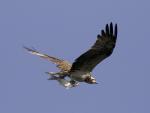 Bizkaia apoya con 34.000 euros el programa de recuperación del águila pescadora