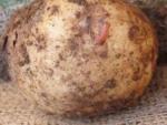El PSdeG reprocha a la Xunta que no haya hecho "nada en dos años" para frenar la plaga de la patata