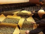 Desmantelan un invernadero de marihuana y se incautan de 70 kilos de droga en un antiguo taller de O Rosal (Pontevedra)