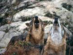 Investigadores de la UV y Oviedo crean una herramienta para analizar el estatus reproductivo de las manadas de lobos
