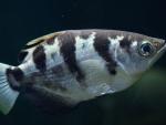 Hallan un pez tropical es capaz de reconocer rostros humanos