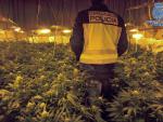 Dos detenidos en Talavera por cultivar 2.500 plantas de marihuana en una nave de un polígono industrial