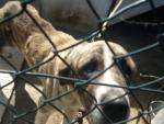 Abren expediente administrativo a un vecino de Loiu por tener animales en malas condiciones higiénico-sanitarias