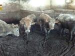 Detenido un ganadero por la muerte de 21 vacas de hambre y sed