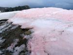 Las algas rojas que pigmentan la nieve la nieve en el Ártico aceleran su deshielo