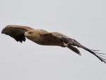 EQUO Madrid critica la tala de un árbol en el que anidaba una pareja de águilas imperiales