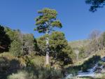La Diputación de Ávila anima a votar para que el Pino Aprisquillo sea declarado árbol europeo del año 2017