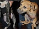 Detenidas 34 personas de una red de peleas ilegales de perros en Madrid, Alicante, Murcia y Tenerife