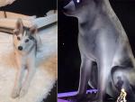 Miley Cyrus sorprende en el escenario con una replica gigante de su perro Floyd