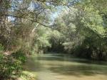 Medio Ambiente aporta especies autóctonas para repoblar los márgenes del río Segura