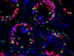UGR descubre la función de dos genes que al eliminarse convierten en ovarios los testículos de ratones adultos