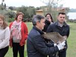 Liberados en Arcos dos ejemplares de halcón peregrino tras su recuperación en el CREA