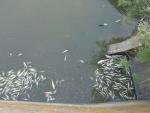 Ecologistas denuncian la aparición de centenares de peces muertos en el Guadiamar