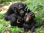 Los grandes simios se comunican de forma cooperativa