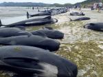 Cientos de ballenas mueren encalladas en una playa de Nueva Zelanda