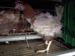 Igualdad Animal denuncia la crueldad en la que viven las gallinas en las jaulas de las granjas de huevos de España