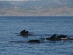 El corredor de cetáceos será declarado zona especialmente protegida de importancia para el Mediterráneo en diciembre