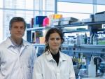 El CNIC coordina un proyecto europeo para fomentar la colaboración entre investigación académica y la industria