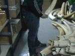 WWF felicita al Seprona por incautarse de 74 colmillos de marfil ilegal de elefantes africanos, en peligro de extinción