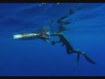 Hallan un calamar gigante flotando en aguas de Tenerife
