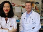 Investigadores de la UMA avanzan en la búsqueda de soportes físicos para su uso en medicina regenerativa