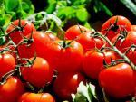 Demuestran los beneficios del tomate frente al cáncer, siendo los más rojos, lisos y redondos los que mejor influyen