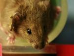 Los ratones infestaron los asentamientos humanos hace 15.000 años en Oriente Medior
