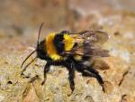 Zoólogo de la USAL alerta de la desaparición de abejorros en el ecosistema de Pirineos