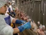 Los trabajadores avícolas de EEUU usan pañales porque tienen prohibido ir al baño
