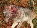 ONG ambientales exigirán mañana desde Atocha a Sol la protección del lobo ibérico y evitar matanzas