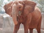 Un empleado de un zoo en Japón muere por ataque de un elefantee