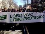 Madrid acoge la movilización para pedir que el lobo ibérico esté protegido totalmente por ley en toda España