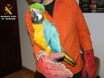 Recuperados los guacamayos robados en Torrelavega y localizadas otras cinco aves exóticas de procedencia desconocida