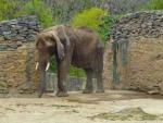 Caracas se moviliza ante Ruperta, un  elefante desnutrido del zooc