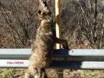 La Fiscalía investiga el hallazgo de 6 lobos muertos en Asturias