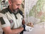 Agentes Forestales hallan en Guadarrama un erizo de una especie prohibida en España, el pigmeo africano