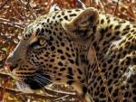 El leopardo ha perdido un 75% de su área de distribución histórica, según un estudio