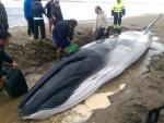 IU pregunta en el Parlamento los motivos de la reciente aparición de cadáveres de cetáceos en la costa onubense