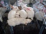 Igualdad Animal pide a los europarlamentarios que voten a favor de prohibir la cría de conejos en jaulas en Europa