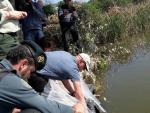 Junta libera más de 70 kilos de angulas inmaduras en el Guadalquivir a su paso por Alcalá del Río