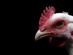Detectada una nueva variedad del virus H5N1 de la gripe aviar