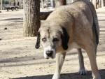 Los animalistas suman más de 80.000 firmas para "garantizar el sacrificio cero" de animales abandonados