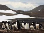 Describen cómo los pingüinos papúa ampliaron su rango de distribución en la Antártida
