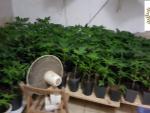 Detenida una pareja por cultivar 213 plantas de marihuana en Vila-real