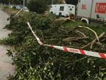 El temporal de viento y lluvia deja una decena de árboles caídos en Morón y vallas y señales derribadas
