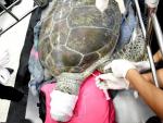 Una tortuga tailandesa tenía 915 monedas en el estómago