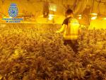 A prisión cuatro personas tras encontrar más de 500 plantas de marihuana en un cortijo de La Cañada