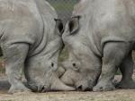 Matan a un rinoceronte en un zoo del este de Francia para quitarle el cuerno