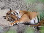 Confirman la presencia de crías de tigre de Corbett, en peligro de extinción, en Tailandia