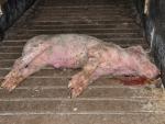 Igualdad Animal denuncia las condiciones "terribles" de las granjas de cerdos en el Reino Unido
